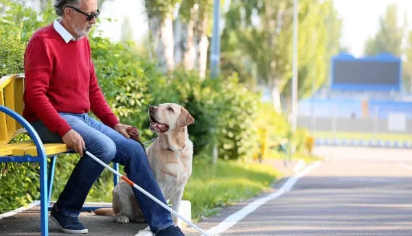 A man sitting on a bench with a guide dog by his side.